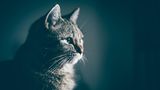Weltkatzentag 4