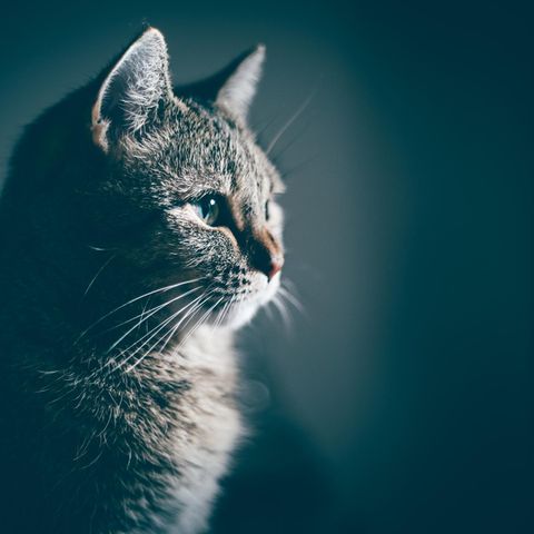 Weltkatzentag 4
