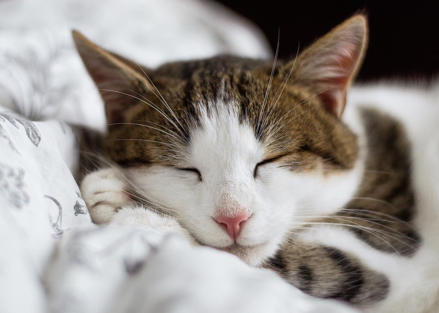 Weltkatzentag 5