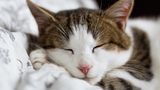 Weltkatzentag 5
