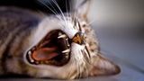 Weltkatzentag 6