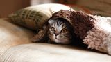 Weltkatzentag 7