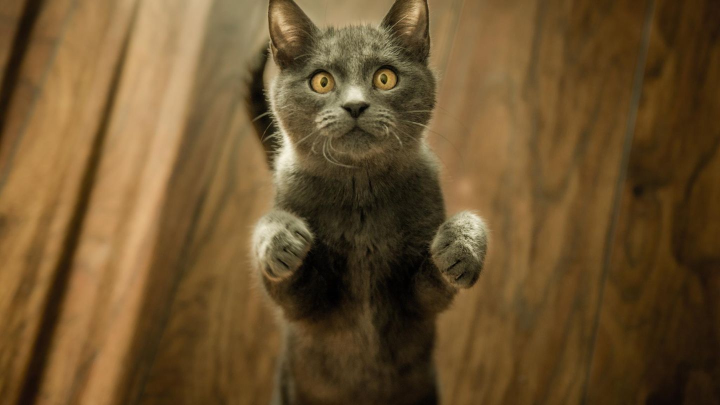 Weltkatzentag 8