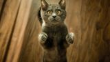 Weltkatzentag 8