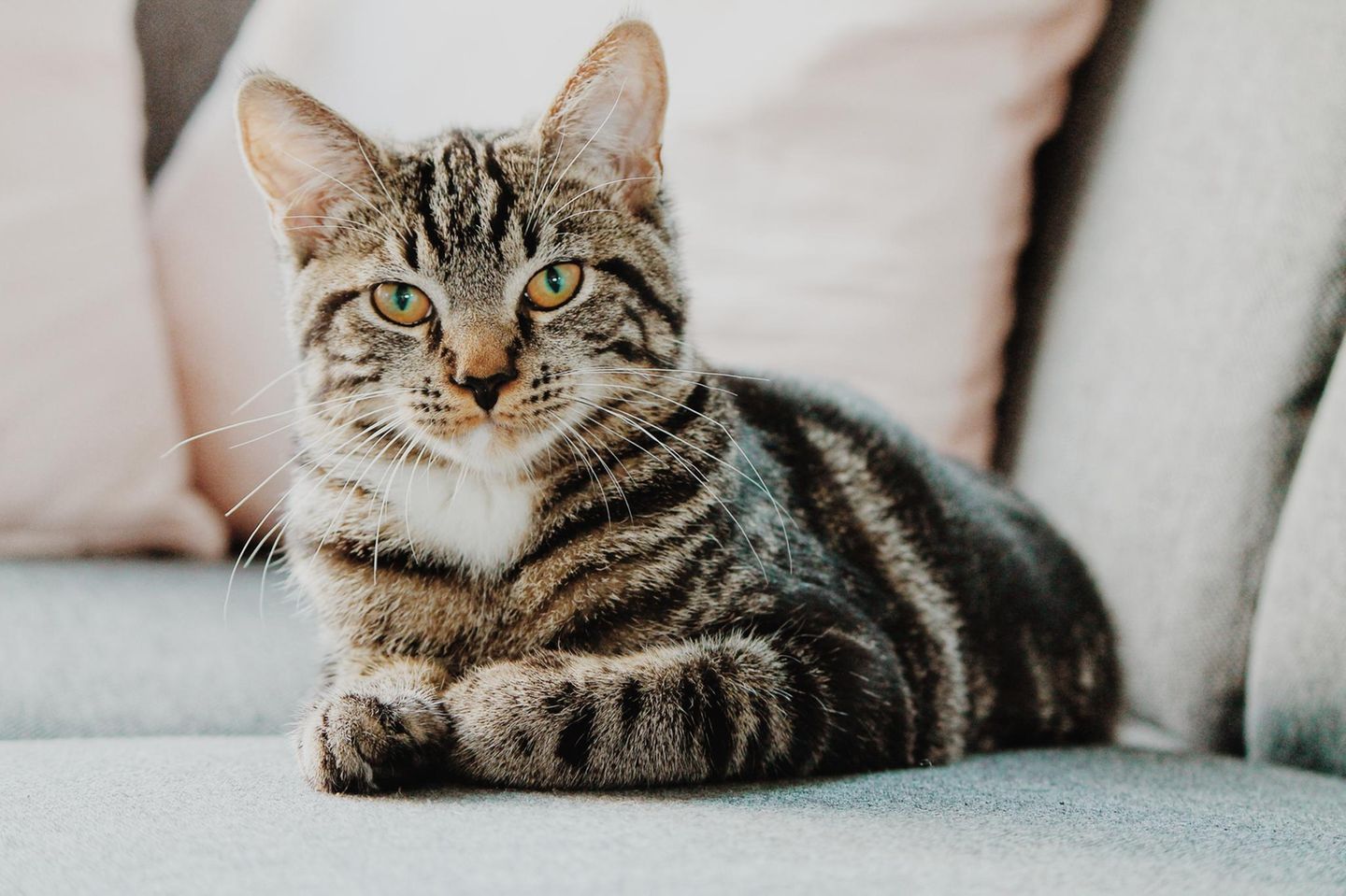 Weltkatzentag 9
