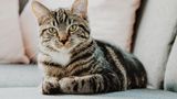 Weltkatzentag 9