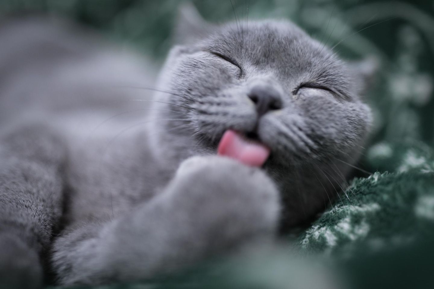 Weltkatzentag 10