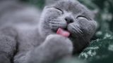 Weltkatzentag 10