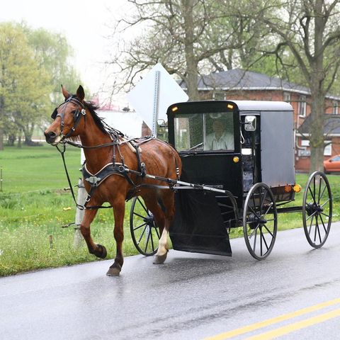 Amish Uber Buggy