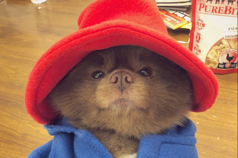 Dieser Hund sieht aus wie Paddington Bear