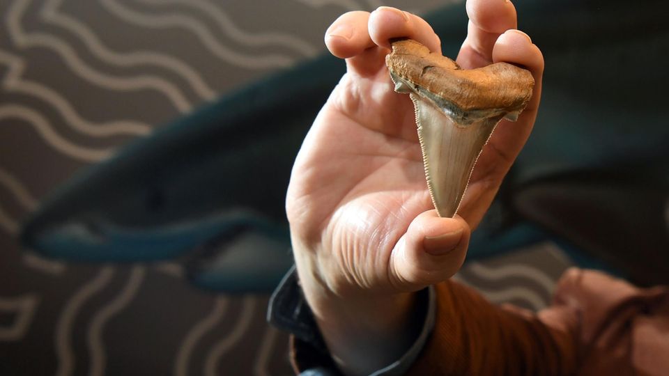 Philip Mullaly hält seinen Fund in die Höhe - einen Zahn eines vor rund 25 Millionen Jahren lebenden Riesenhais