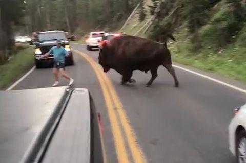 Ein Mann legt sich mit einem Bison an