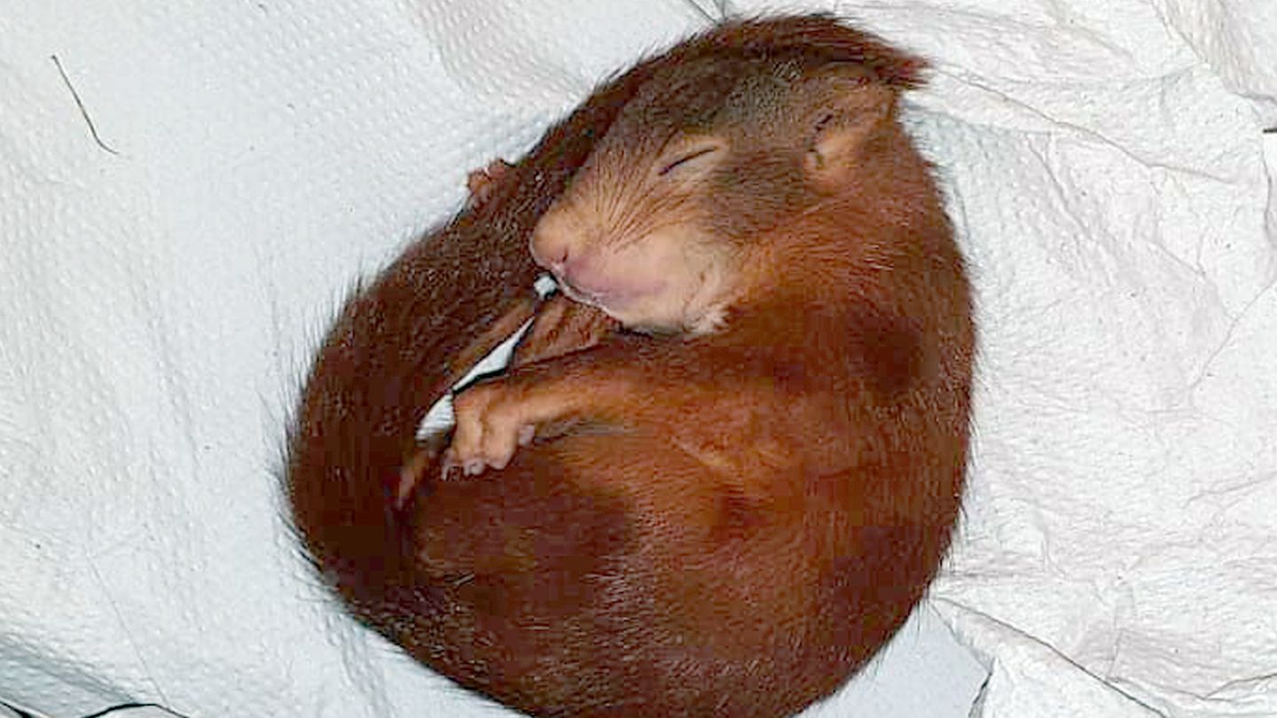 Eichhörnchen Karl-Friedrich schläft eingewickelt in ein Handtuch