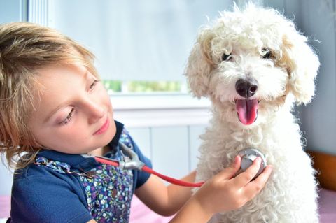 Ein Junge horcht mit Stethoskop einen Hund ab
