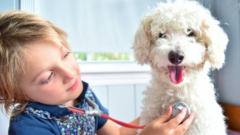 Ein Junge horcht mit Stethoskop einen Hund ab