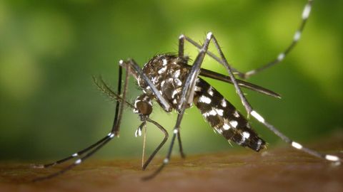 Insekten-Bisse: Mückenstiche behandeln: Das hilft gegen den quälenden Juckreiz