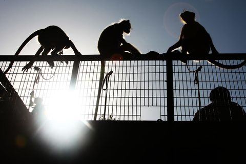 Affen sitzen auf einem Zaun