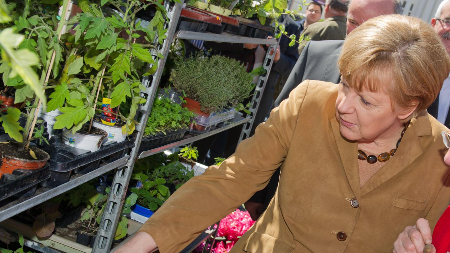 Angela Merkel kauft am 16.05.2014 auf dem Marktplatz in Greifswald bei einer Blumenhändlerin ein