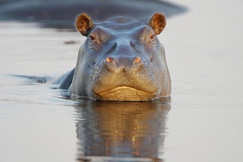 Nilfperd tötet Tourist in Kenia