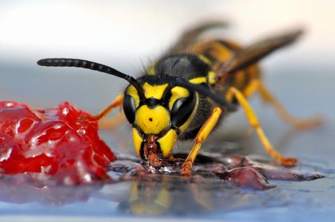Eine Wespe frisst Marmelade
