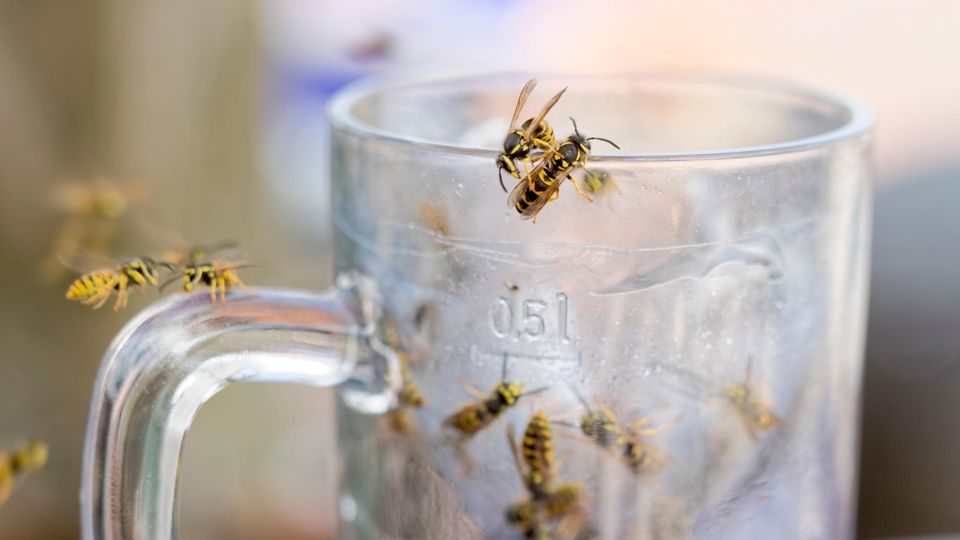 Aggresive Wespen Wespen krabbeln an einem benutzten Bierglas