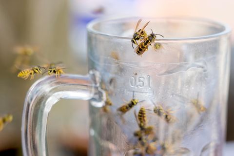 Wespen krabbeln an einem benutzten Bierglas