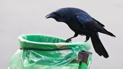 Krahenplage Uber Deutschland Der Mensch Ist Schuld Stern De