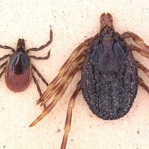 Der Gemeine Holzbock (links) und die Tropenzecke der Gattung Hyalomma (rechts) im Größenvergleich