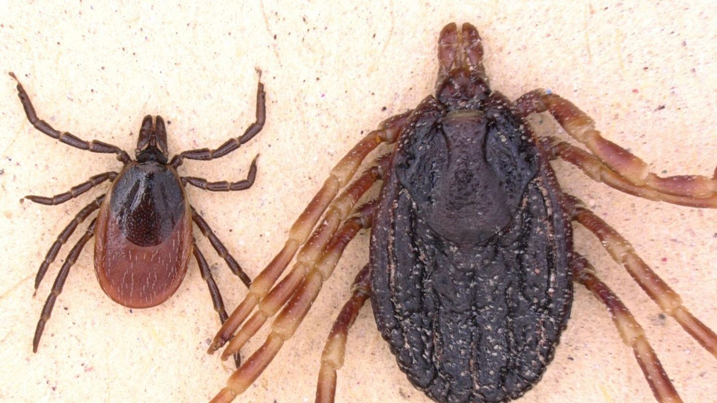 Der Gemeine Holzbock (links) und die Tropenzecke der Gattung Hyalomma (rechts) im Größenvergleich