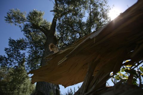 Der abgefallene Ast einer Pappel liegt vor dem Baum