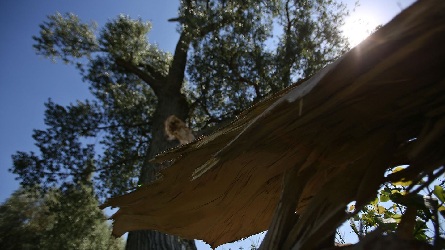 Der abgefallene Ast einer Pappel liegt vor dem Baum
