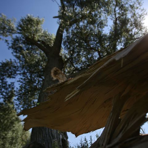 Der abgefallene Ast einer Pappel liegt vor dem Baum