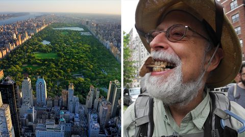 Steve Brill, der in New Yorker Parks Pflanzen und ihre Verwendung beim Kochen erklärt, hält einen Dachpilz zwischen den Zähnen, den er an einem Baumstumpf am Central Park (links) entdeckt hat.