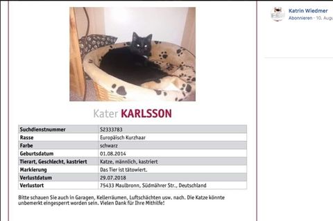 Suchplakat für Kater Karlsson