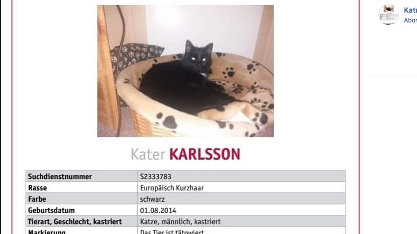 Suchplakat für Kater Karlsson