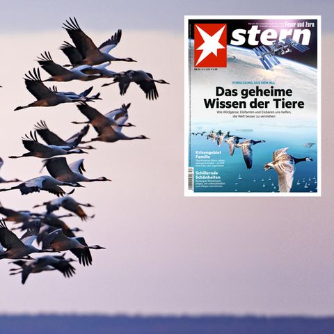 Forscher zeichnen ein neues Bild der Erde - wie Tiere dabei helfen.