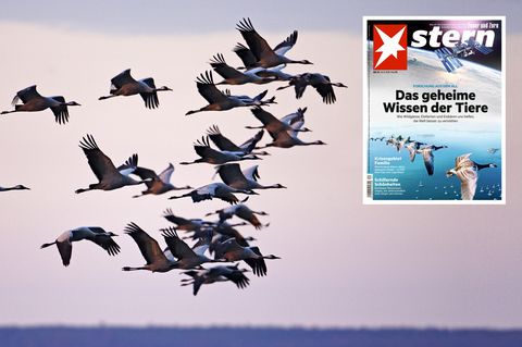 Forscher zeichnen ein neues Bild der Erde - wie Tiere dabei helfen.