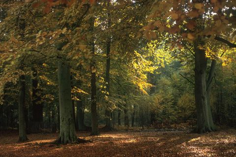 Zweijähriger verschwindet im Wald in Japan