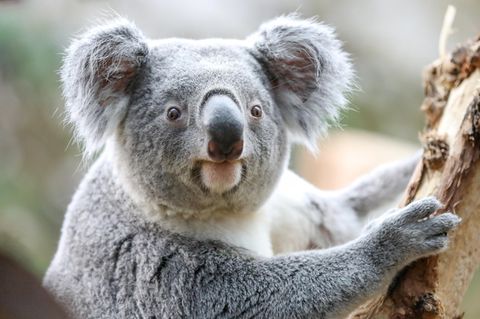 Ein Koala