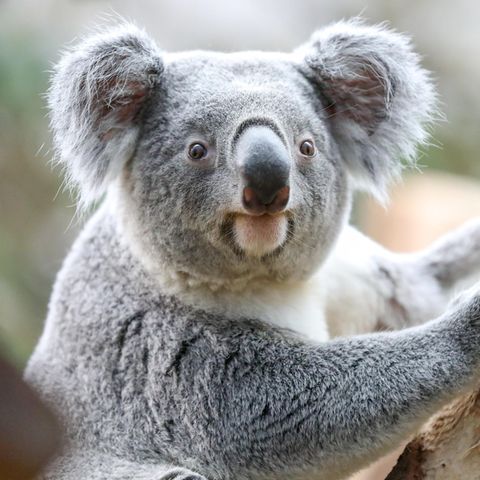 Ein Koala