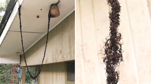 Ameisen plündern Wespennest - mit lebender Hängebrücke