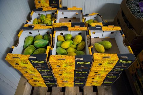 Papaya liegen in einer Bertriebshalle der Schuhmacher GmbH