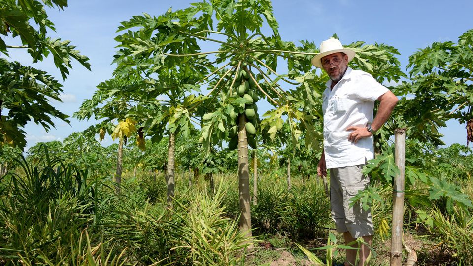 Von den Fildern nach Ghana und zurück: Ghana, Gbefi: Der Schwabe Helmut Lutz steht auf seiner Farm in, auf der er Papayas für den Export nach Deutschland anbaut. Ghana, Gbefi: Der Schwabe Helmut Lutz steht auf seiner Farm in, auf der er Papayas für den Export nach Deutschland anbaut.