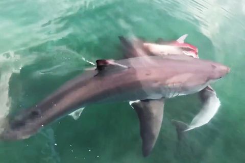 Australien: Weißer Hai tötet Delfin, dann taucht ein zweiter Raubfisch auf - und ein gnadenloser Kampf beginnt