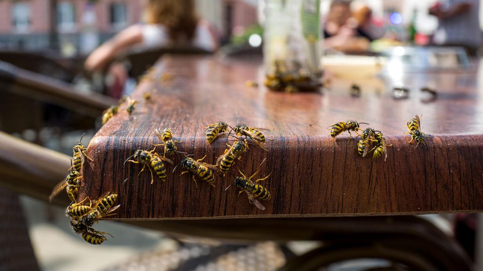Wespen werden durch süßes Essen angezogen.