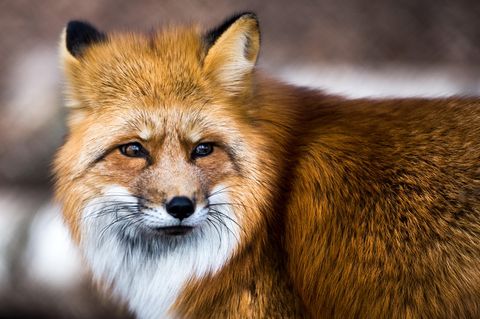 Ein Rotfuchs in einem Wildgehege