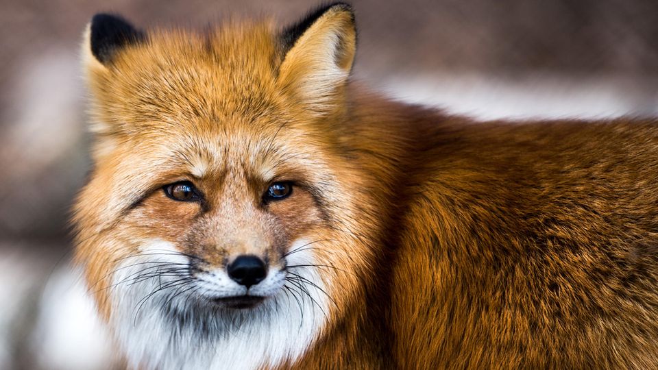 Ein Rotfuchs in einem Wildgehege