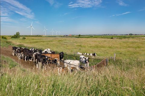 Kühe auf einer Weide in der Provinz Zeeland (Niederlande)