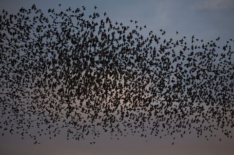 Ein Vogelschwarm wurde einem schwedischen Kampfflugzeug zum Verhängnis