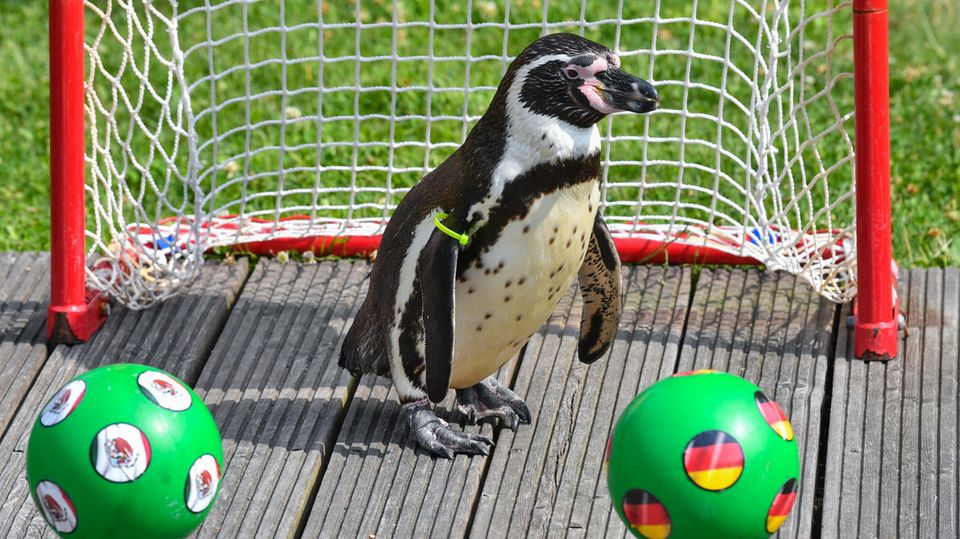 Nachrichten Deutschland Lübbenau Nachrichten aus Deutschland: Tote Pinguine in Lübbenau